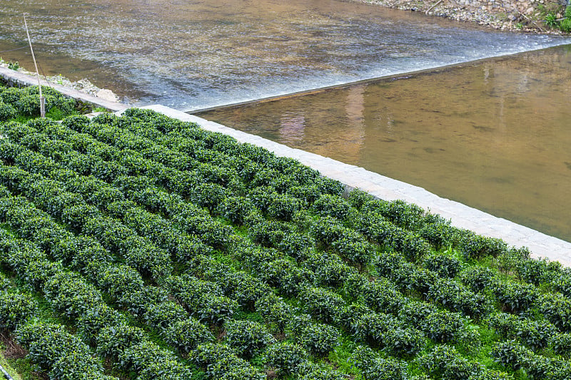 灌溉运河附近的绿茶种植园