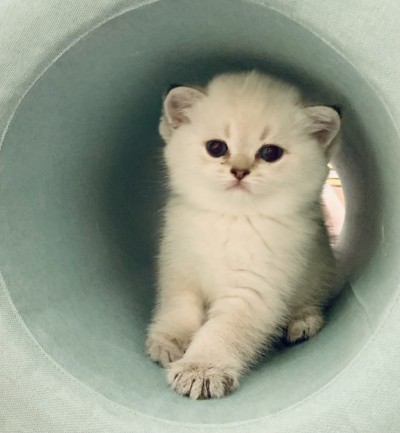 小猫在隧道
