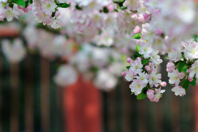 海棠花，北京的春天