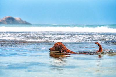 拉布拉多犬漂浮在海洋里