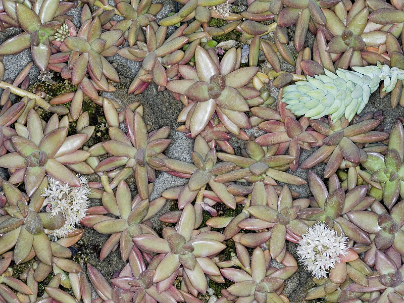 (synonym:勾引阿道夫，家庭:Crassulaceae，墨西哥)