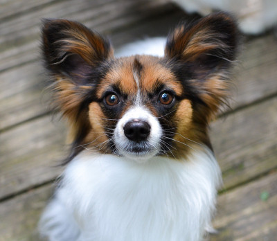 狗