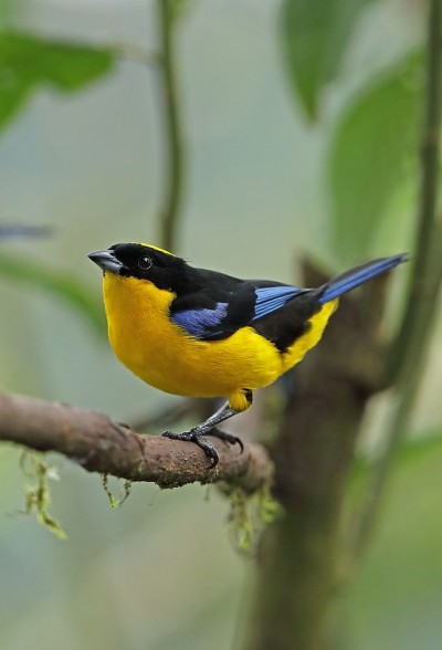 Blue-winged Mountain-tanager