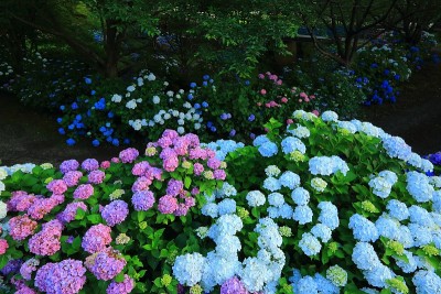 绣球花