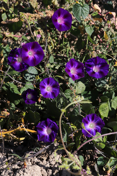 牵牛花的花。漂亮的壁纸。
