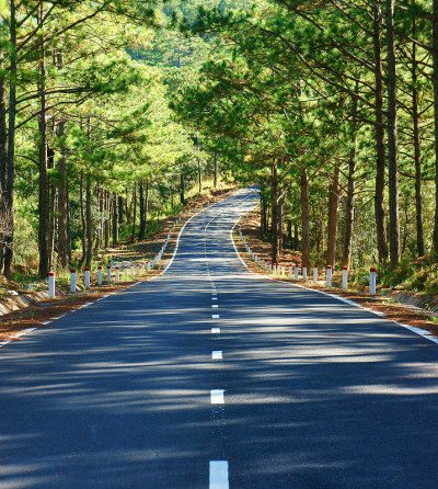 风景，大叻，松林，旅游，越南，街道