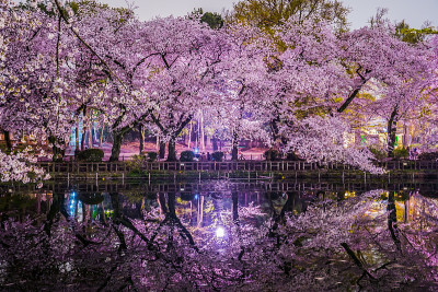 樱花