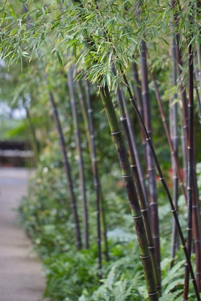 生长在室内花园中的黑竹