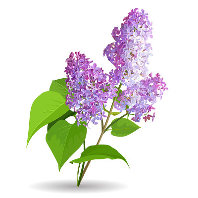 春天的花。孤立在白色背景上的丁香。