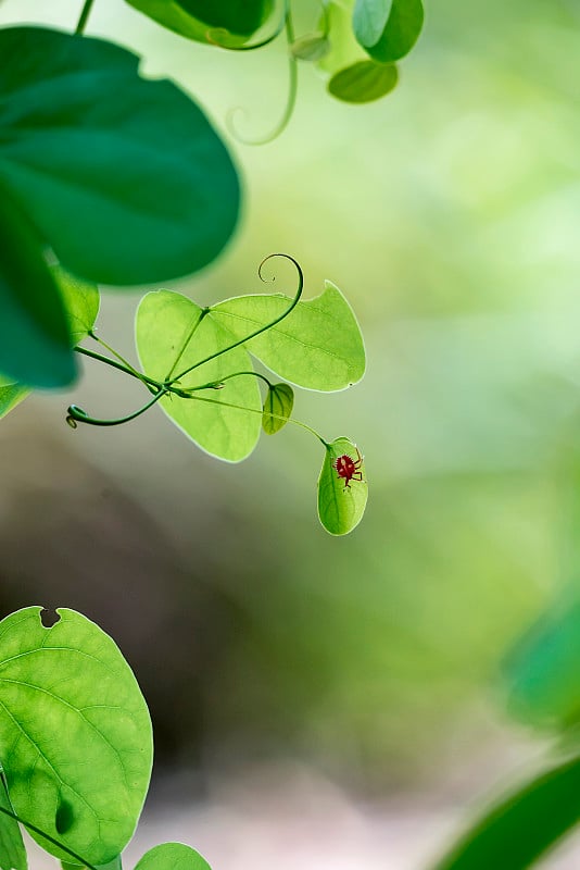 树叶上的虫子