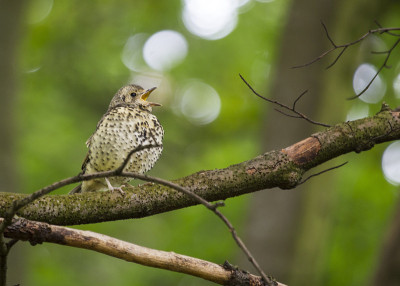Song Thrush (Turdus philomelos)