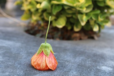 花和自然