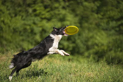 边境牧羊犬