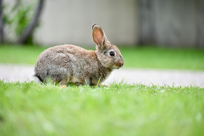Rabbits