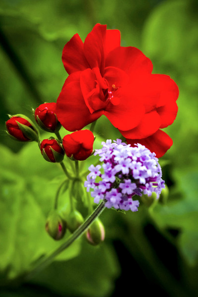 花盛开