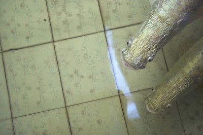 水族馆里的巨型蜘蛛