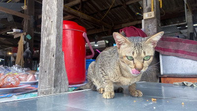 一只流浪猫坐着休息
