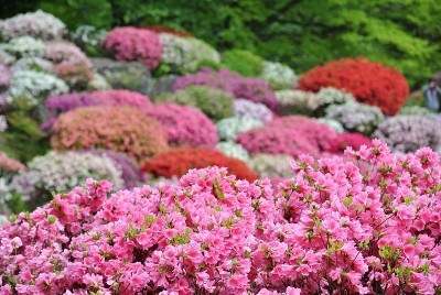 佐贺公园里的杜鹃花