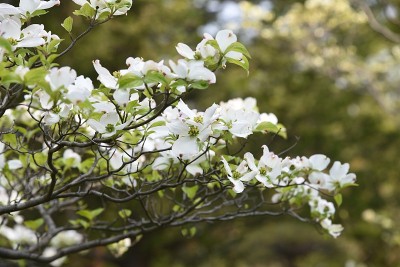 山茱萸(佛罗里达山茱萸)