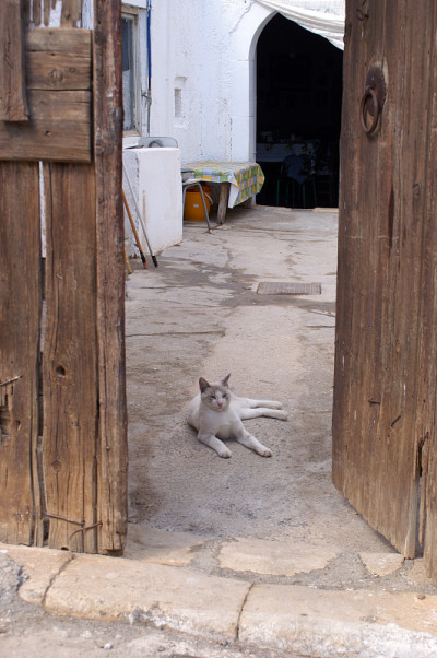 猫等