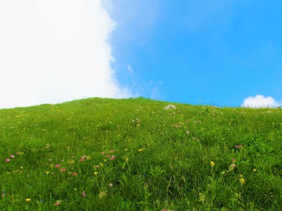 高山草甸