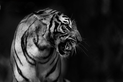 动作模糊的印度支那虎(Panthera tigris corbetti)。它被列入世界自然保护联盟红