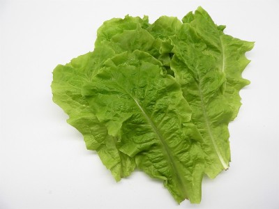 韩国lettuce3