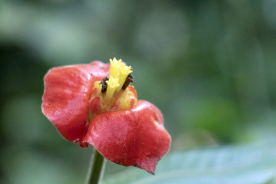模糊的自然背景与红色的热带花:热唇花，精神tria poeppigiana