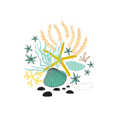 矢状海花
