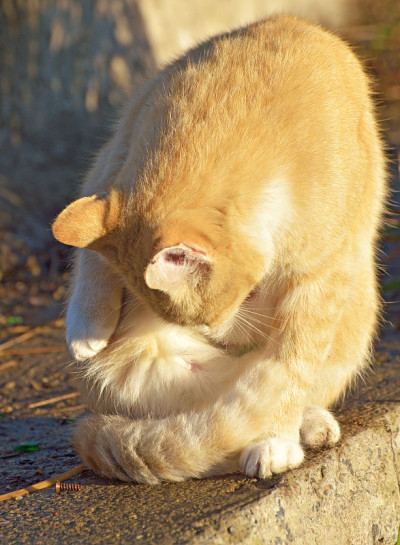 红猫出去打猎了。