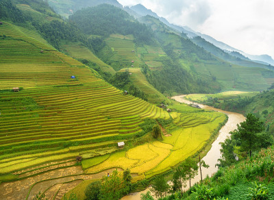 越南西北部的稻田正在准备收割。越南的风景。