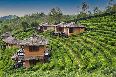 班乐泰，一个中国人居住的茶园，清晨有雾，Mae Hong Son，泰国