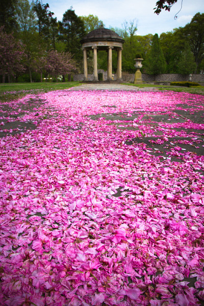 粉红色樱花花瓣