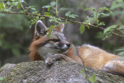 赤狐(vulpes vulpes)懒洋洋地躺在一块大石头上