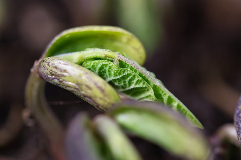 罗曼诺大豆苗发芽，蔓越莓大豆苗入春