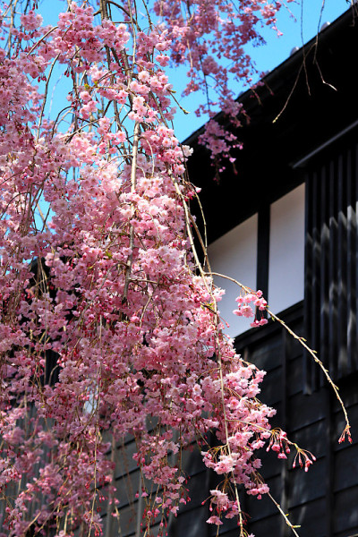 日本独有的美丽风景，粉红色的樱花和古老的日本建筑