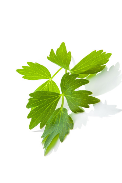 拉维纪草叶子。