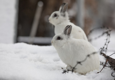 雪地里的两只白兔
