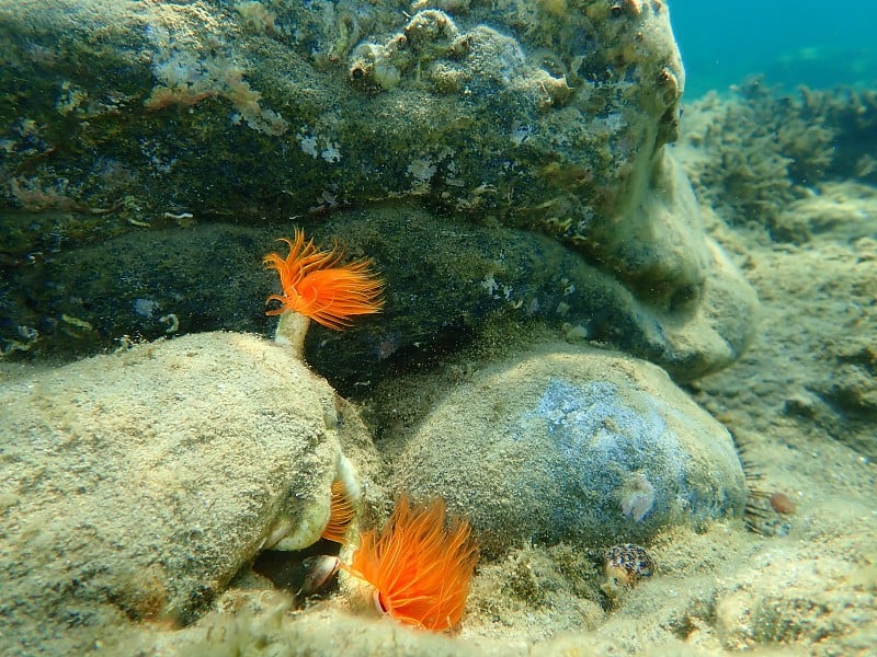 多毛纲海底光滑管虫或红点马蹄虫(管原虫)