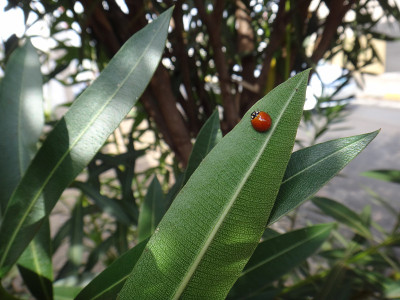 夹竹桃植物中的瓢虫