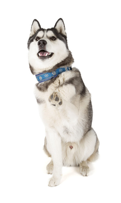 西伯利亚雪橇犬