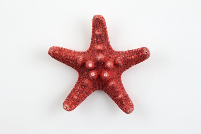海星
