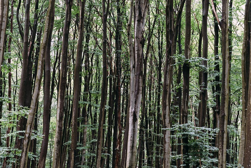 欧洲鲁根岛的一种山毛榉林地