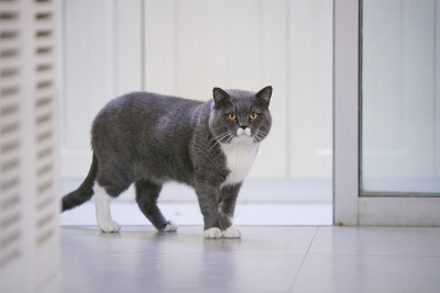 英国矮猫，室内射击