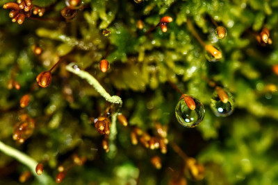 苔藓滴大泥炭水