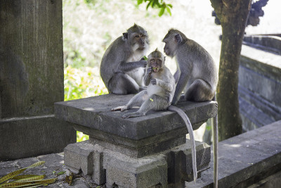 猴子进入印度寺庙巴东，巴东，巴厘岛