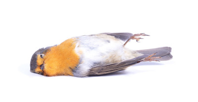 Dead robin red breast bird, isolated on white