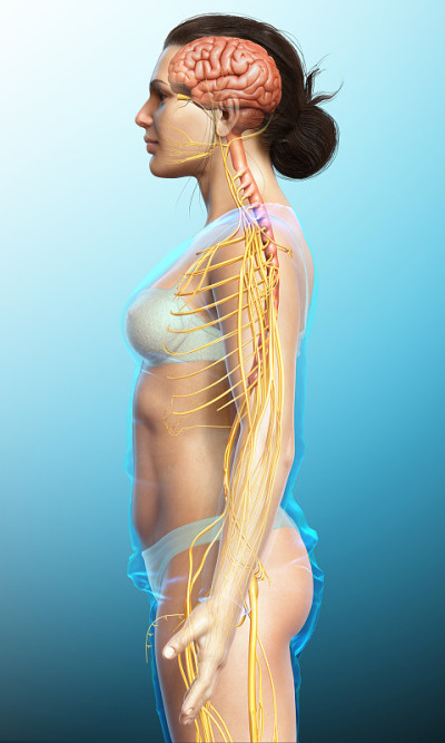 3d渲染医学上准确的女性神经系统的插图