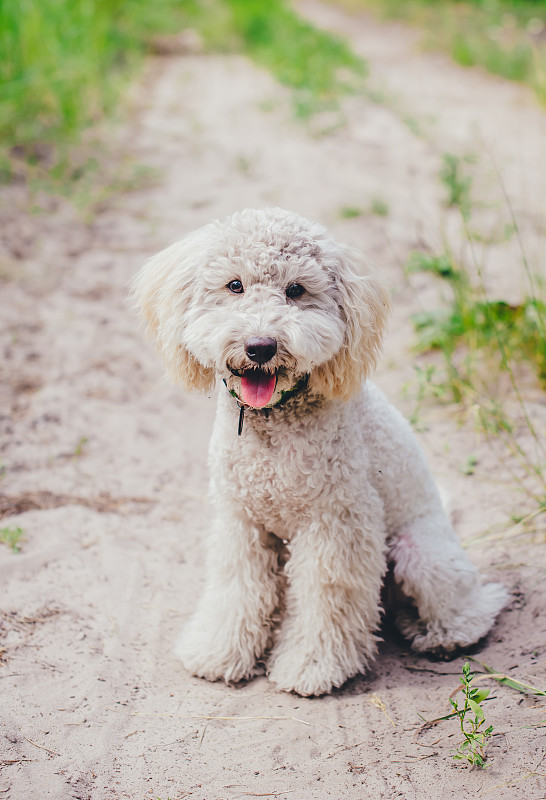 肮脏的贵宾犬的狗