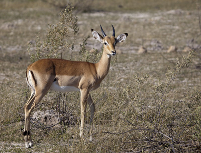 Young male Impala (Aepyceros melampus)